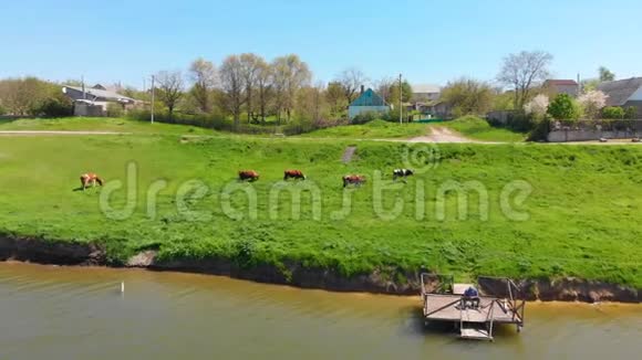 牧场上一片绿油油的草地上一群牛在嚼草视频的预览图