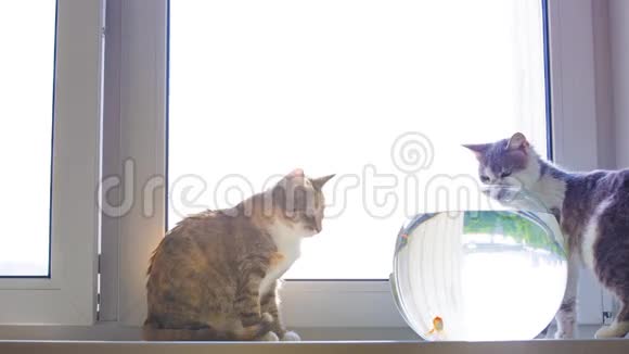 窗户上的猫视频的预览图