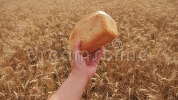 人类在麦田里拿着面包慢动作视频小麦领域的成功农学家收获时间生活方式视频的预览图