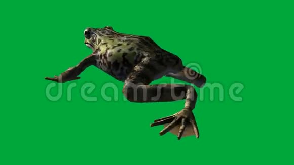 青蛙吃走跳绿色屏幕视频的预览图