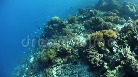 美丽的珊瑚礁在阿洛尔印度尼西亚视频的预览图