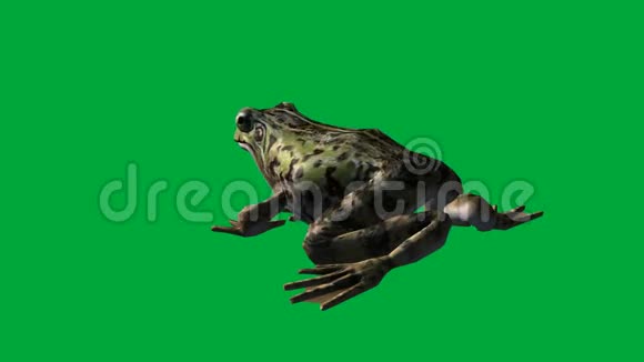 青蛙吃走跳绿色屏幕视频的预览图