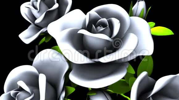 白色玫瑰花束黑色背景视频的预览图
