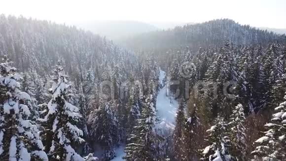 针叶林空中观景视频的预览图