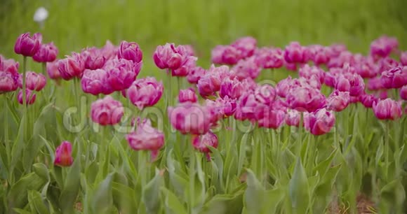 美丽的红郁金香绽放在田野上视频的预览图