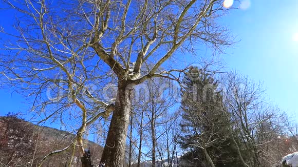 法国冬天从比利牛斯山的一棵树上旅行视频的预览图