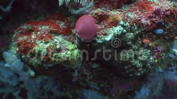 菲律宾野生动物海洋中的红色珊瑚视频的预览图