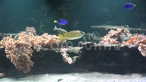 水族馆里的鱼和珊瑚视频的预览图