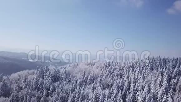 针叶林空中观景视频的预览图