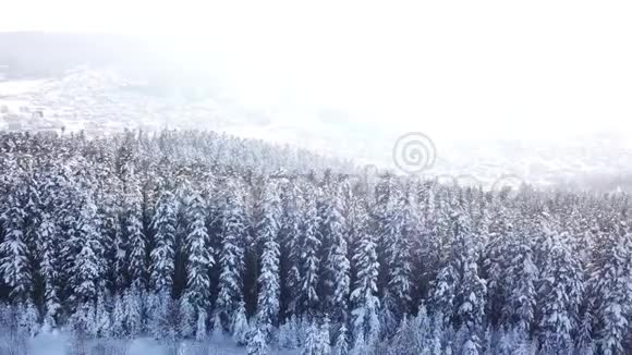 冬季针叶林空中观景视频的预览图