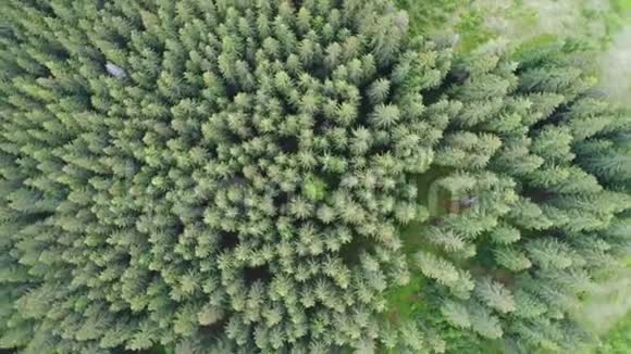 绿色森林的空中拍摄视频的预览图
