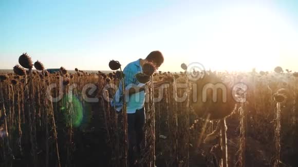 向日葵田里拿着平板电脑的农夫走土的生活方式慢动作视频视频的预览图