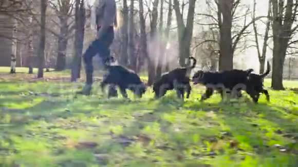 与伯尔尼牧羊犬小狗同行的女人视频的预览图