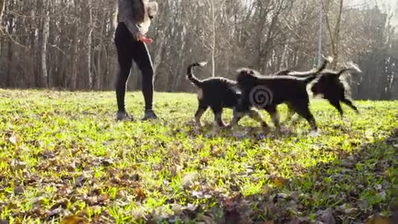 女人在玩伯尼斯牧羊犬小狗视频的预览图