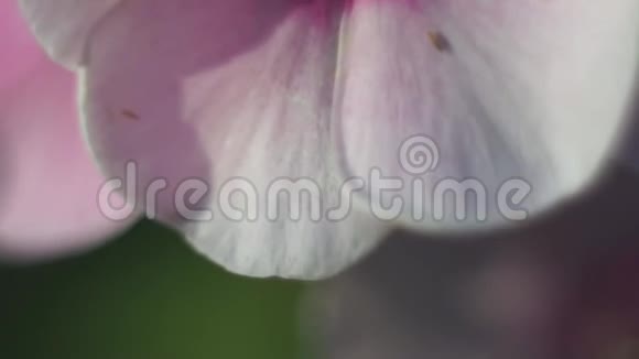 秋天的粉红花视频的预览图