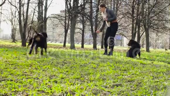 女人在玩伯尼斯牧羊犬小狗视频的预览图