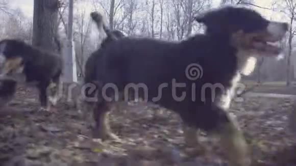 公园里的女人和伯尼斯牧羊犬小狗视频的预览图
