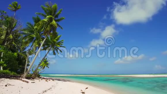 法属波利尼西亚热带海滩棕榈树视频的预览图