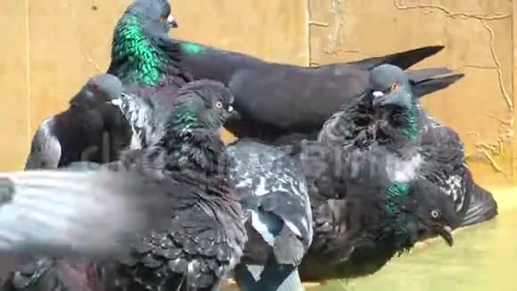 鸽子鸽子鸽子鸟动物视频的预览图