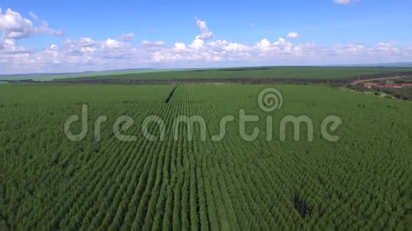 晴天桉树收获巴西空中景色视频的预览图