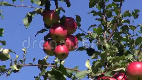 秋天树枝上的新鲜苹果视频的预览图