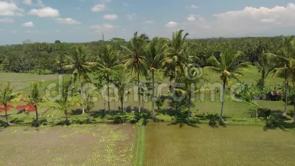 4K鸟瞰美丽的热带景观巴厘岛视频的预览图