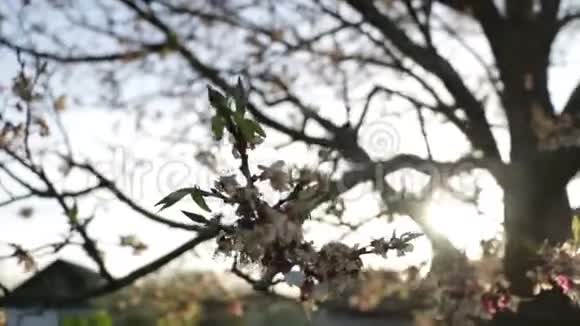 太阳枝树花视频的预览图
