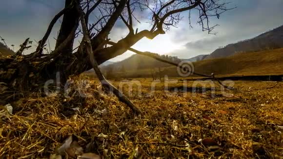 死亡树和枯黄的草在云和太阳光线的蒙天景观的时间流逝水平滑块运动视频的预览图