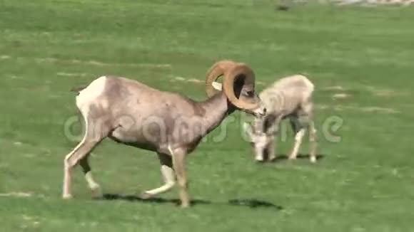 沙漠大角羊羊走路视频的预览图