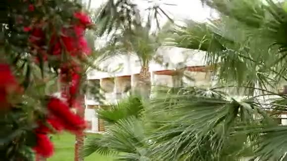 埃及酒店正面有棕榈树视频的预览图