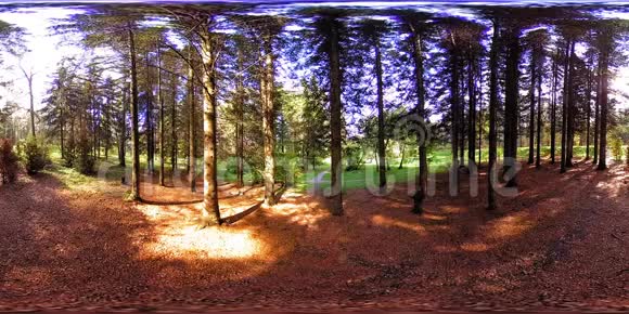 城市公园休闲区的UHD4K360VR虚拟现实秋天或夏天的树木和绿草视频的预览图
