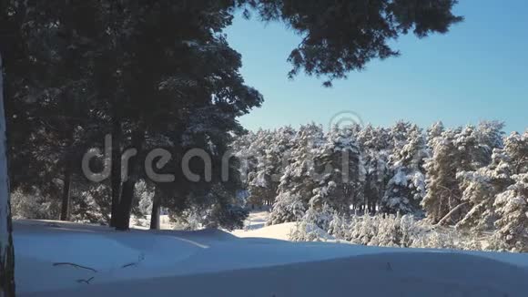 寒冷的一天在白雪皑皑的冬林中日落在美丽的风景中晒太阳冬天的松阳林在雪地里视频的预览图