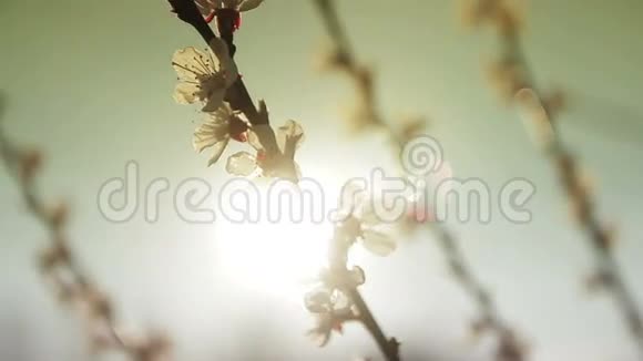 在阳光下开花的树视频的预览图