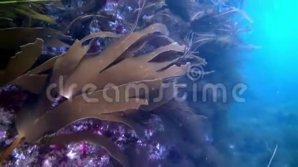 巴伦支海海底视频的预览图