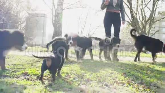 与伯尔尼牧羊犬小狗同行的女人视频的预览图