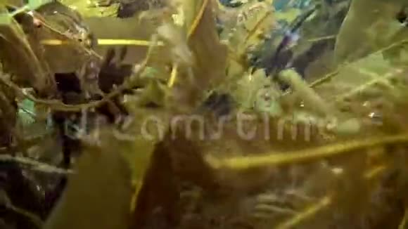 巴伦支海海底视频的预览图