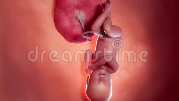 胎儿第34周视频的预览图