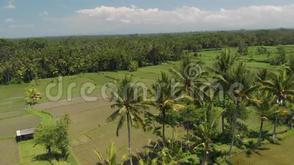 4K鸟瞰美丽的热带景观巴厘岛视频的预览图
