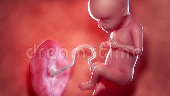 胎儿第22周视频的预览图