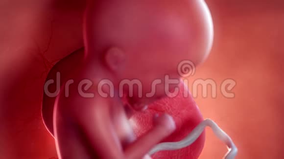 一个胎儿第18周视频的预览图