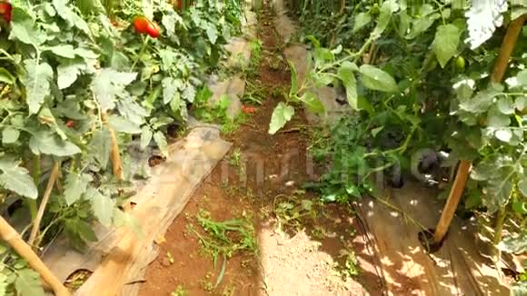 越南拉姆省大拉特市育婴园番茄视频的预览图