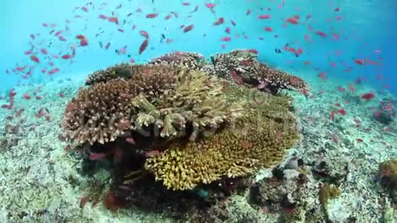 印度尼西亚Alor健康的珊瑚和鱼类视频的预览图