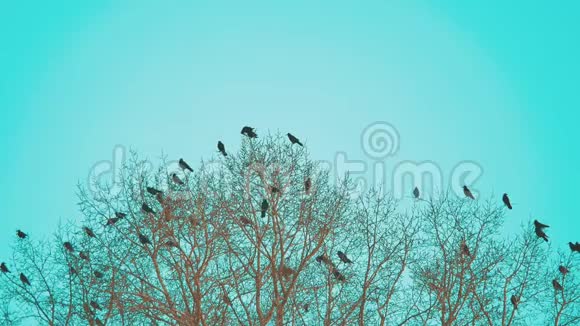 鸟雀的秋天叫蓝天从树上起飞一群乌鸦黑鸟干树鸟儿在乌鸦身上视频的预览图