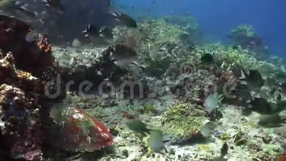 海龟在珊瑚礁上寻找食物视频的预览图
