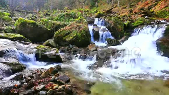 河流穿过森林视频的预览图