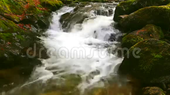 河流穿过森林视频的预览图