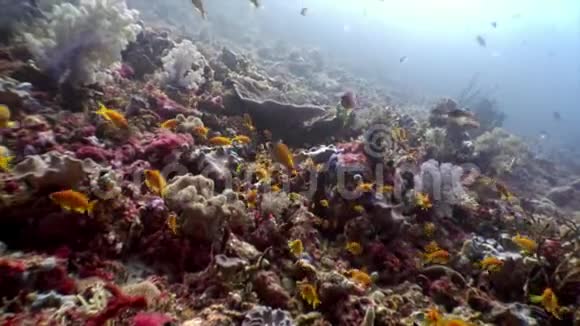 马尔代夫阳光反射和珊瑚背景下的水下鱼类学校视频的预览图