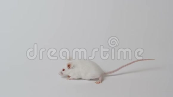 白色背景下的白色实验室老鼠视频的预览图