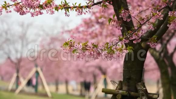 春天的花朵系列樱花在微风中的樱花树枝上小簇绽放近景4K电影视频的预览图