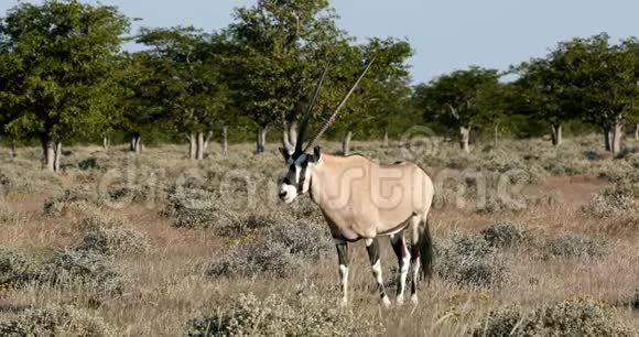 非洲埃托沙的羚羊视频的预览图